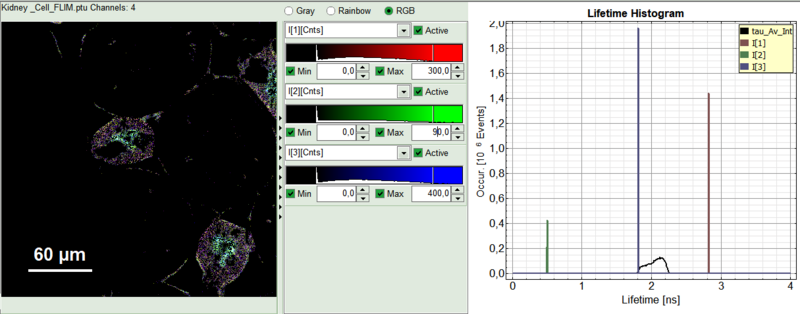 rgb_flimfit_kidney_2.png